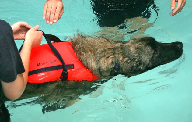 Oscar Swimming
Klíčová slova: Oscar Swimming dog swimming canine hydrotherapy Lucies Farm Ritz Canine