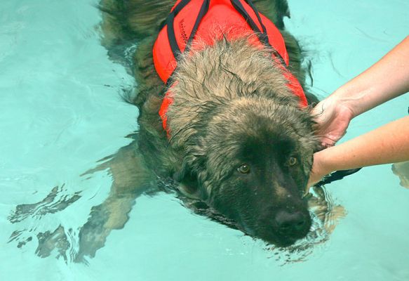 Oscar in the Pool
Palabras clave: Oscar swimming dog pool canine hydrotherapy Ritz Canine Lucies Farm dog hotel dog resort