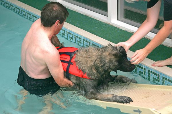 Paul and Dorothy Help Oscar Up The PetRamp
Oscar looks a bit tired, but was quite content to be dried off and then have a mooch around the garden.
Palabras clave: Oscar Paul Dorothy PetRamp canine hydrotherapy dog hotel dog boarding Ritz Canine