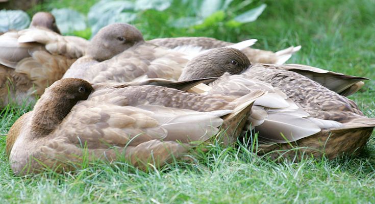Khaki Campbell Ducks Enjoying A Rest
A late summer morning in Worcestershire.
Λέξεις-κλειδιά: Khaki Campbell ducks Worcestershire Lucies Farm