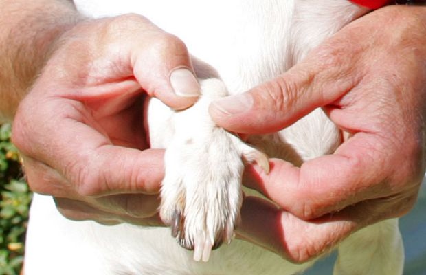 Vic Massaging Sally's Paw
The dogs almost go into a trance when they're having a massage.  Then again, I guess I do, too.
Trefwoorden: Jake Jack Russell paw dog massage canine massage Lucies Farm Ritz Canine Vic
