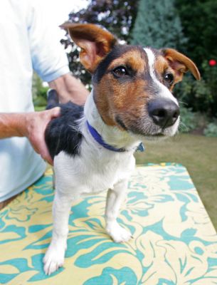 Jake Enjoying a Massage
Avainsanat: Jake Jack Russell dog massage canine masssage Ritz Canine Lucies Farm dog kennel dog boarding