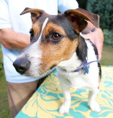 Jake Enjoying A Massage
Jake, a [url=http://www.terrier.com/]Jack Russell[/url],  having a nice massage in the sunny garden.
Ключові слова: Jake Jack Russell canine massage dog massage Ritz Canine Lucies Farm