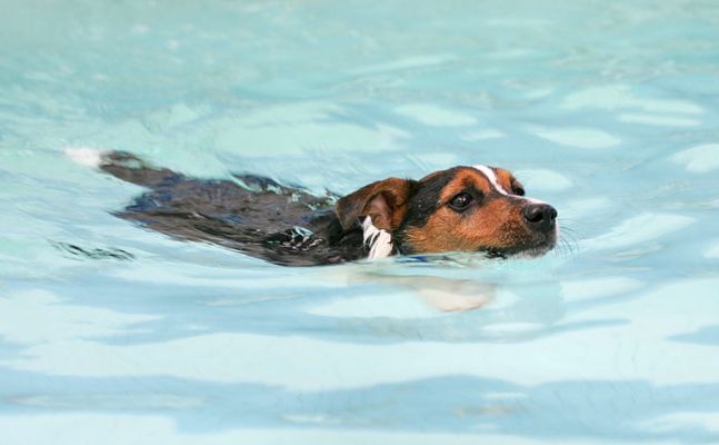 Jake Enjoying His Swim
Vic is just outside of the shot, an arm's length away.  But Jake didn't need Vic --- he swam through the water like an Olympic athlete.
Ključne besede: Jake Jack Russell swimming dog canine hydrotherapy Ritz Canine Lucies Farm dog swimming