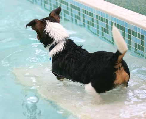Jake Running Down The Ramp
. . .  and into the pool.  He enjoyed swimming, but really didn't like it when Sally was in the pool. 
Keywords: Jake PetRamp swimming dog Jack Russell canine hydrotherapy Ritz Canine dog hotel Lucies Farm
