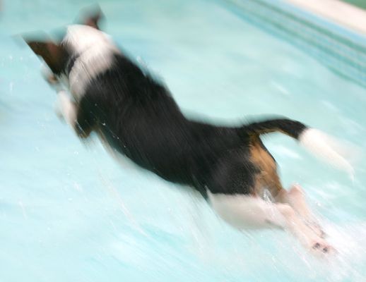 How Jake Gets In To The Pool
We didn't need to walk Jake down the ramp into the heated pool --- he went at it with gusto!
Keywords: Jake Jack Russell canine swimming canine hydrotherapy dog swimming Ritz Canine Lucies Farm