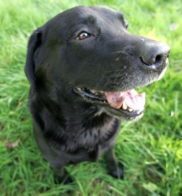 Otis
April 29 2005 - It took about a dozen tries to catch one photo of Otis.  He was (and who can blame him?) more interested in playing than in photos.
Anahtar kelimeler: Otis black labrador dog hotel Lucies Farm