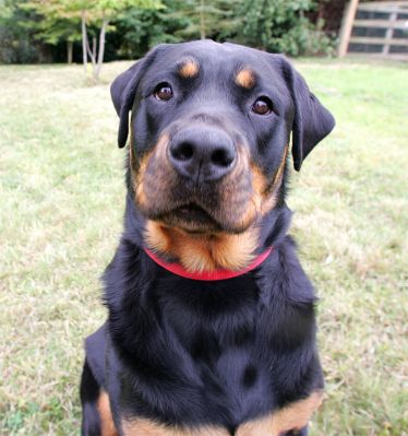 Missy
Schlüsselwörter: Missy Rotweiller Lucies Farm dog hotel dog boarding dog kennel