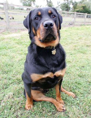 Ronan
Looking very comfortable, and regal.
Keywords: Ronan Rotweiller Lucies Farm dog hotel dog kennel dog boarding