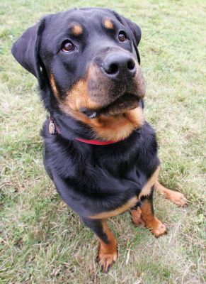 Missy
Keywords: Missy Rotweiller Lucies Farm dog boarding dog kennel Rottweiler