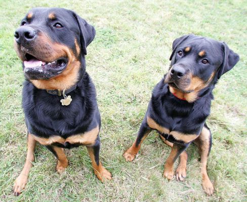 Ronan and Missy
Do you think we might be holding a doggie cookie just to the left of the lens?
Palabras clave: Ronan Missy Rotweiller Lucies Farm dog boarding dog kennel