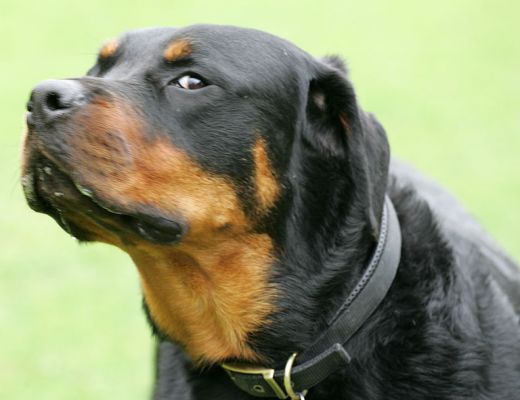 Ronan Giving A Bit of a Suspicious Look
Palabras clave: Ronan Rottweiler Rottweiller dog kennel dog boarding dog resort