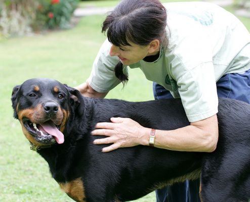Ronan Getting Cuddles from Marjorie
Keywords: Ronan Rottweiler Rottweiller Marjorie cuddles dog hotel dog kennel dog boarding Lucies Farm Ritz Canine