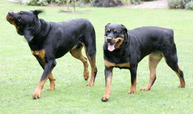 Ronan and Missy
Ronan is doing that "shake the head" thing.
Ключові слова: Ronan Missy Rottweiler Rottweiller dog Lucies Farm Ritz Canine dog hotel dog boarding