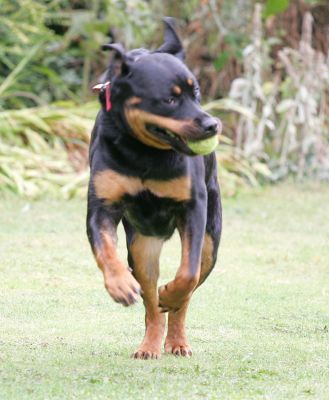 Missy Running
Palabras Clave: Missy Rottweiler Lucies Farm Rottweiller dog kennel dog boarding