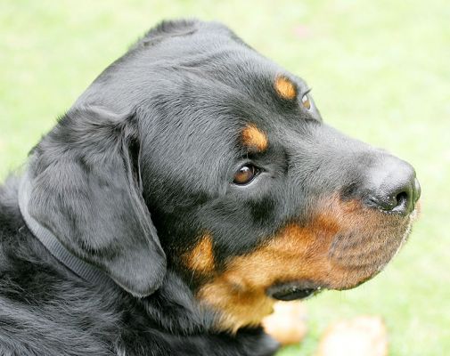 Ronan the Rottweiler
Ключові слова: Ronan Rottweiller dog Lucies Farm dog boarding dog kennel Rotweiller
