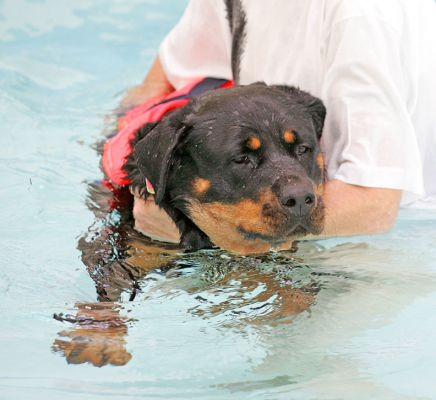 Missy
Keywords: Missy Rottweiler swimming dog canine hydrotherapy Ritz Canine Lucies Farm