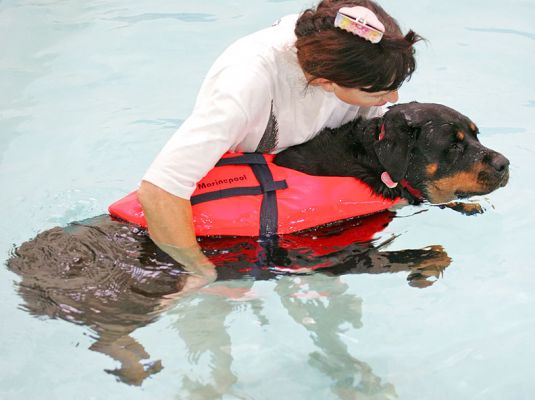 Missy
Very laid back.  Once she realised she wasn't going to drown (!!) she was happy to float and take it easy.  The gentle current in the pool got her to paddle, but not overdo it.
Ključne besede: Missy Rottweiler swimming dog canine hydrotherapy Ritz Canine Marjorie current Lucies Farm