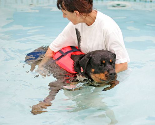 Missy Enjoying Her Afternoon Swim
Ключові слова: Missy Rottweiler swimming dog canine hydrotherapy Marjorie Ritz Canine Lucies Farm