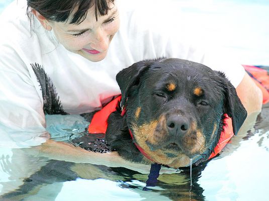 Missy In The Zone
Missy found today's swim very relaxing.  Perhaps it was Marjorie's soothing voice.  Eyes half-closed, and a little bit of doggie drool.
Keywords: Missy Rottweiler drool Marjorie relaxed dog canine hydrotherapy dog swimming Ritz Canine