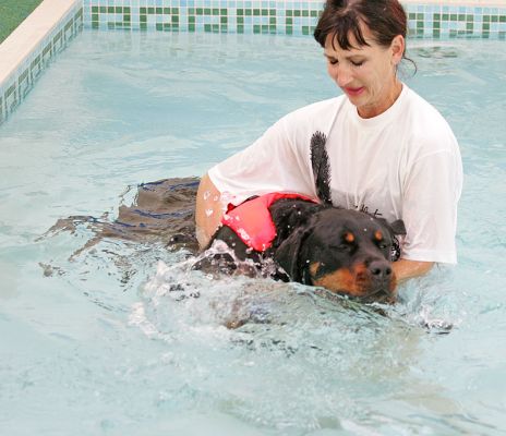 Ronan Having A Swim
Keywords: Ronan Rottweiler Marjorie swimming dog canine hydrotherapy Lucies Farm Ritz Canine