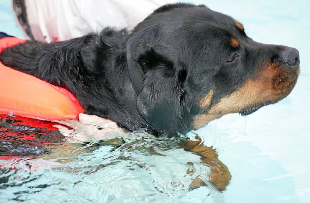 Ronan
Keywords: Ronan Rottweiler canine hydrotherapy swimming dog Lucies Farm Ritz Canine spa