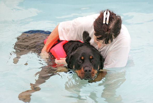 Ronan
The water always magnifies things --- look at the size of Ronan's right front paw underwater.
Keywords: Ronan paw Marjorie swimming dog canine hydrotherapy Lucies Farm Ritz Canine