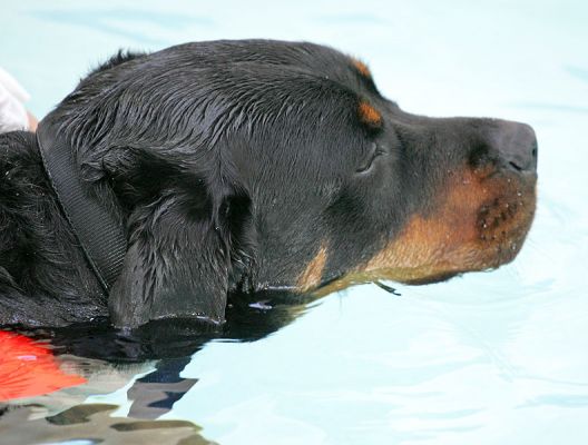 Ronan Having His Afternoon Swim
Palabras clave: Ronan Rottweiler swim canine hydrotherapy swimming dog Ritz Canine Lucies Farm
