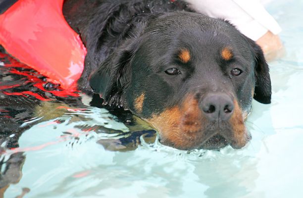 Ronan
Keywords: Ronan Rottweiler swimming dog canine hydrotherapy Lucies Farm Ritz Canine