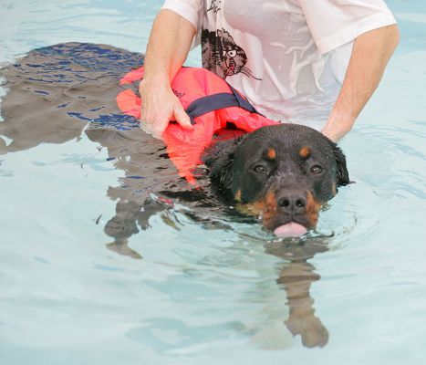Ronan Tasting The Water
Ключови думи: Ronan Rottweiler tongue canine hydrotherapy dog swimming Ritz Canine Lucies Farm