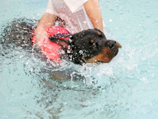 Ronan "Rotating" In The Pool
Dogs like to "rotate" to shake off the water in their coat.  Ronan likes to do the roation in the pool.
Keywords: Ronan rotating Rottweiler pool canine hydrotherapy dog swimming Ritz Canine Lucies Farm