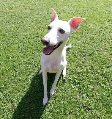 Blue
Translucent ears...
Ключові слова: Blue whippet Lucies Farm dog boarding dog hotel dog kennel translucent ears