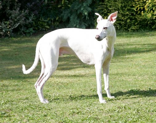 Blue
Keywords: Blue whippet Lucies Farm dog boarding dog hotel dog kennel