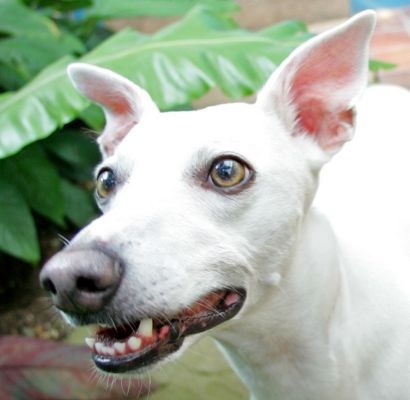 Blue
Keywords: Blue whippet Lucies Farm dog boarding dog hotel dog kennel