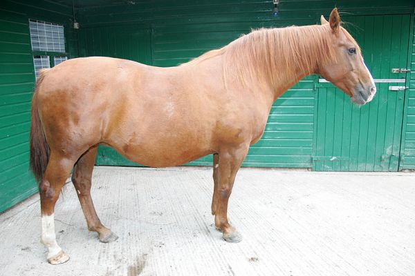 Ash the Horse
Standing in the stable yard, Sept 27 2005
Ключові слова: Ash horse stable yard