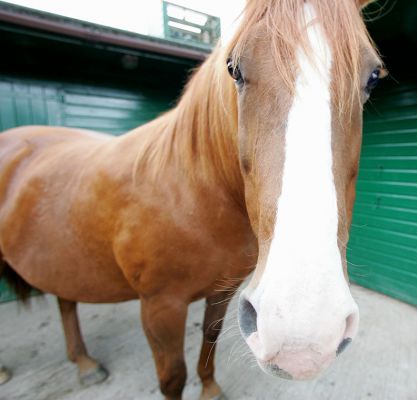 Close-up of Ash the Horse
Keywords: Ash horse close-up stable yard Lucies Farm