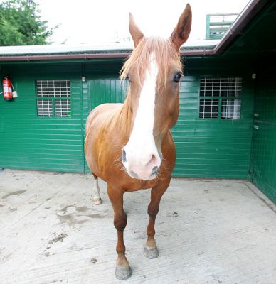 Ash the Horse
In the stable yard, Sep 27 2005
Keywords: Ash horse stable yard