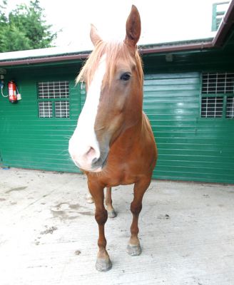 Ash the Horse
Sep 27 2005
Schlüsselwörter: Ash horse