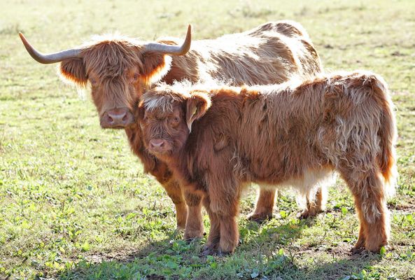 Mother and Calf
Palabras clave: Highland cattle mother calf Lucies Farm