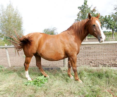 Ash Out In A Paddock
Sept 29 2005
Ključne besede: Ash horse paddock
