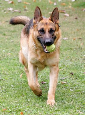 Enoch Playing Catch
Keywords: Enoch German Shepherd catch tennis ball fetch dog hotel dog kennel Lucies Farm