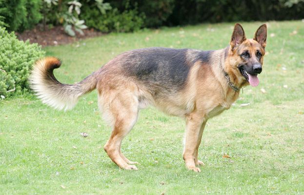 Enoch the German Shepherd
Keywords: Enoch German shepherd dog kennel dog resort dog hotel Lucies Farm