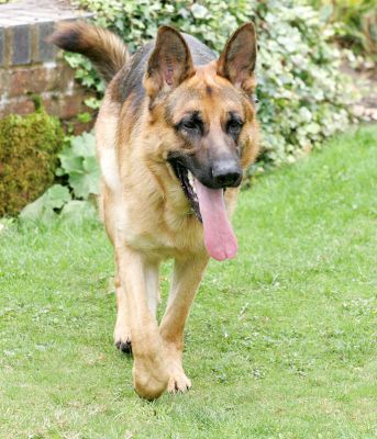 Enoch
Schlüsselwörter: Enoch German shepherd dog Lucies Farm dog resort dog kennel dog boarding