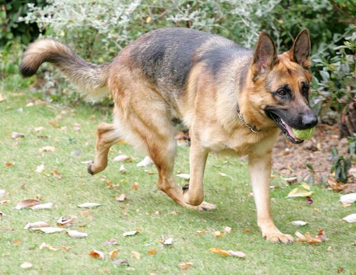 Enoch
Enoch the German Shepherd with a tennis ball.
Ключови думи: Enoch German shepherd tennis ball catch Lucies Farm dog hotel dog resort