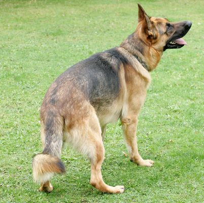 Enoch Waiting for Big To Throw The Ball
Palabras Clave: Enoch German Shepherd dog Lucies farm throw catch ball