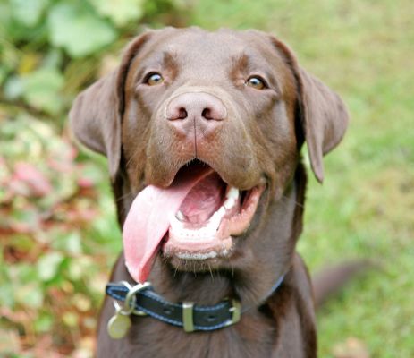 Branston
Palabras clave: Branston Chocolate Labrador dog kennel dog boarding