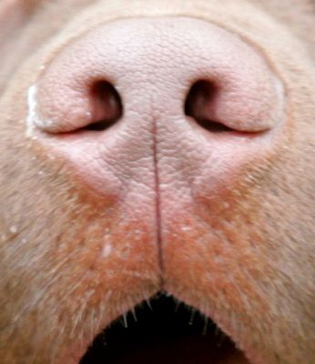 Branston's Nose
Λέξεις-κλειδιά: Branston Chocolate Labrador dog nose Lucies Farm dog hotel dog kennel