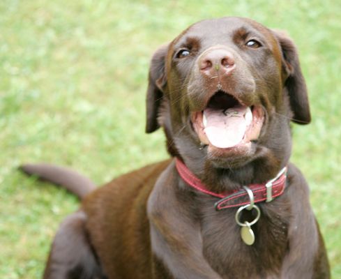 Holly
Keywords: Holly Chocolate Labrador dog Lucies Farm dog hotel dog boarding