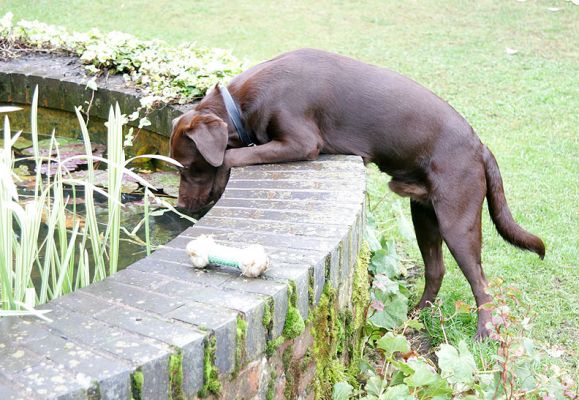 Branston
Branston looking into the fountain.  I wonder what he will do next?
Słowa kluczowe: Branston Chocolate Labrador