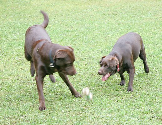 Branston and Holly Playing Catch
Ключові слова: Branston Holly catch Chocolate Labrador dog hotel dog kennel Lucies Farm